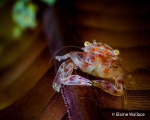 A hard stare from a sea pen crab by Elaine Wallace 